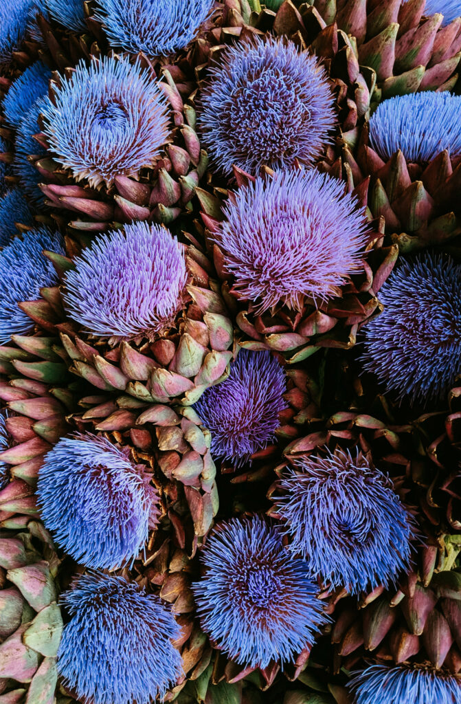 Purple Artichoke Flowers