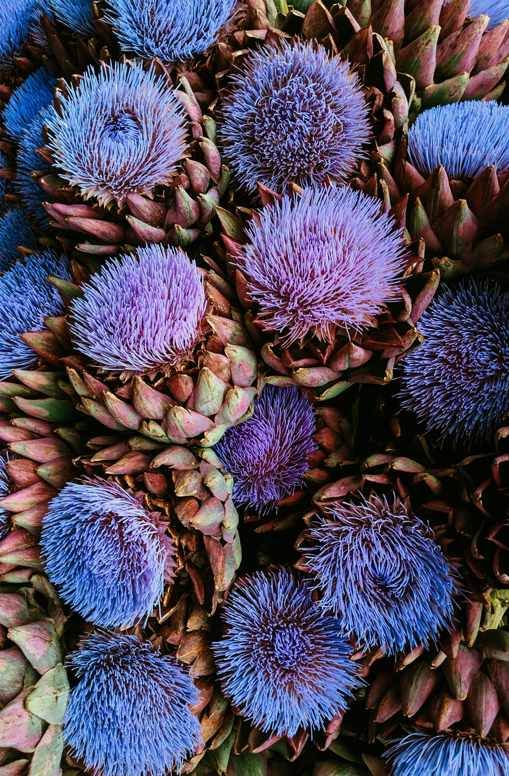 Purple Artichoke Flowers