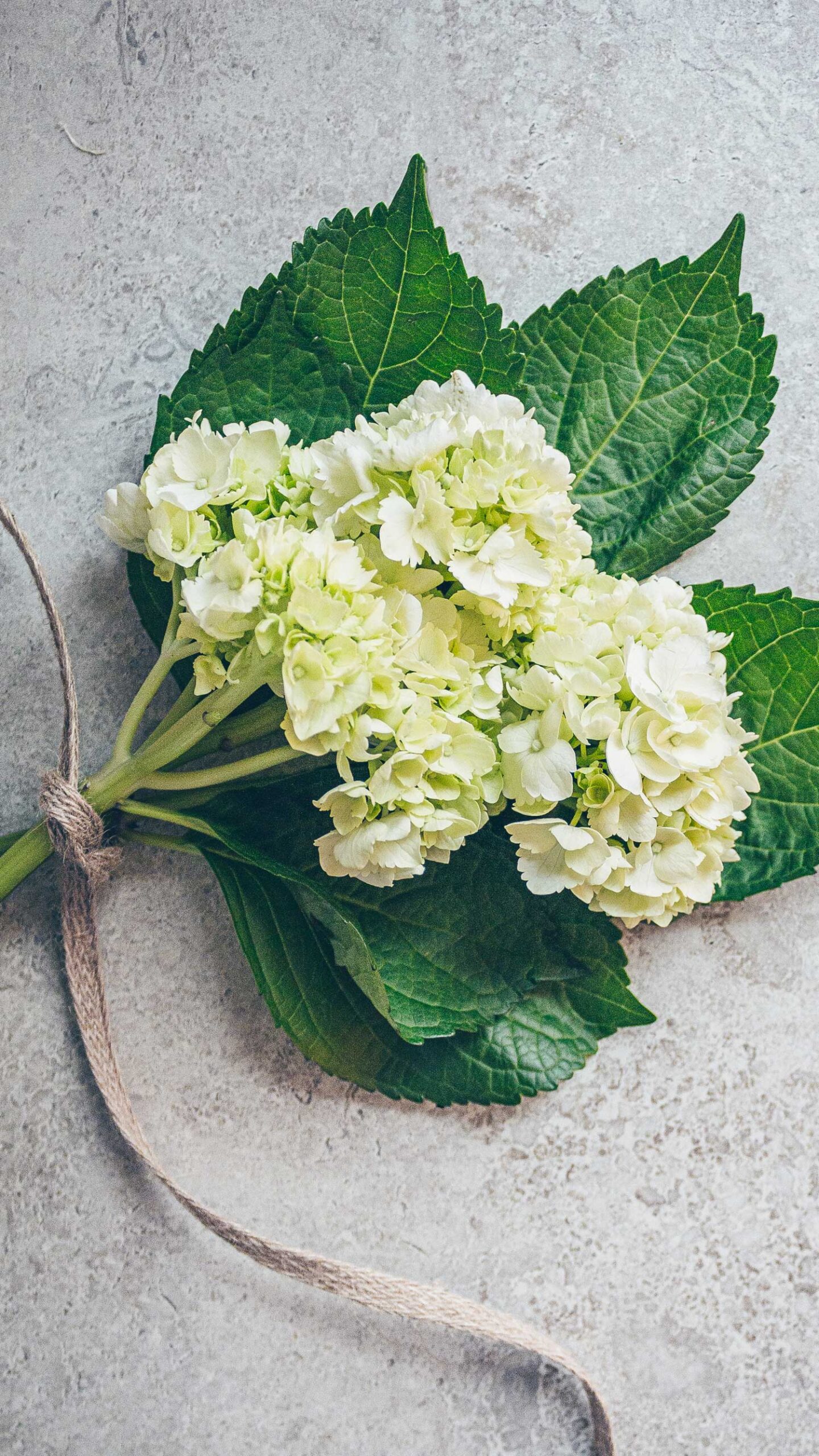 A hand tied bouquet of pale green hydrangea.