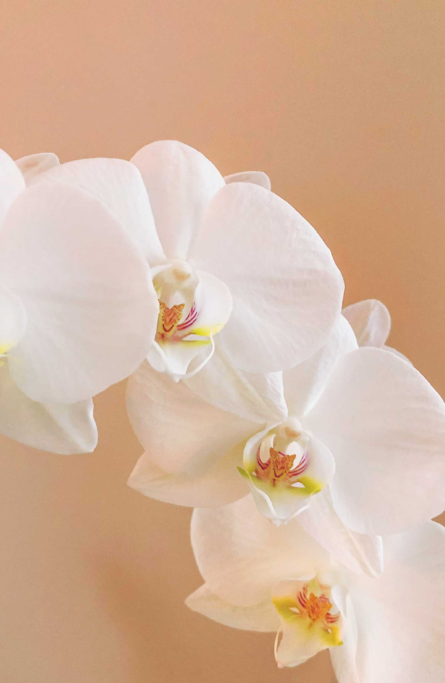 A close up of the flower of a white Phalaenopsis orchid.