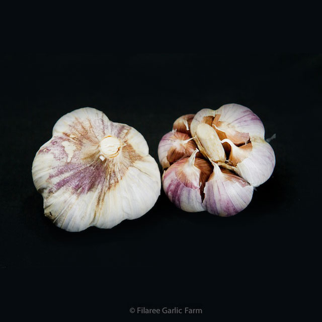 A close up image of Brown Rose Marble Purple Stripe Garlic.