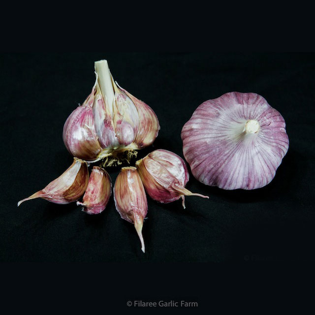 A close up image of Chesnok Rose Purple Stripe Garlic bulbs.