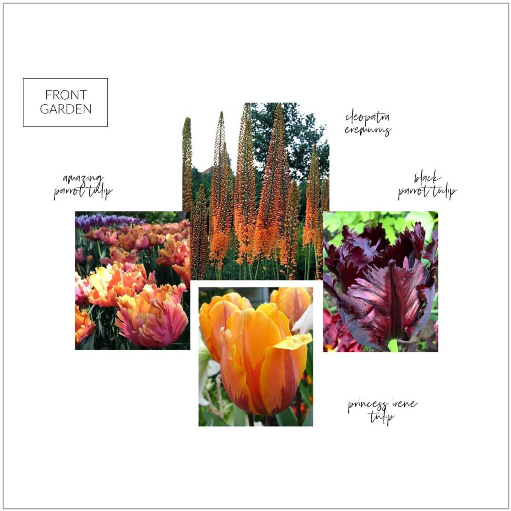 This is my moodboard for my new fall planted bulbs for my front garden bed this past season.