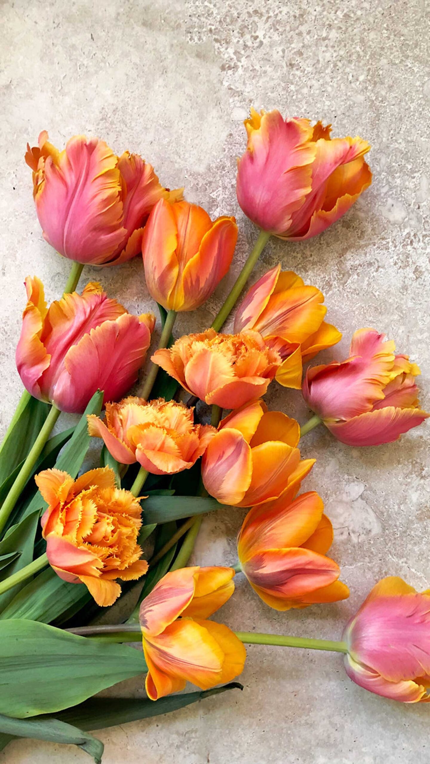 A stone background with Amazing Parrot Tulips, Sensual Touch Double Fringed Tulips, and Princess Irene Tulips In Apricot, Pink & Orange.