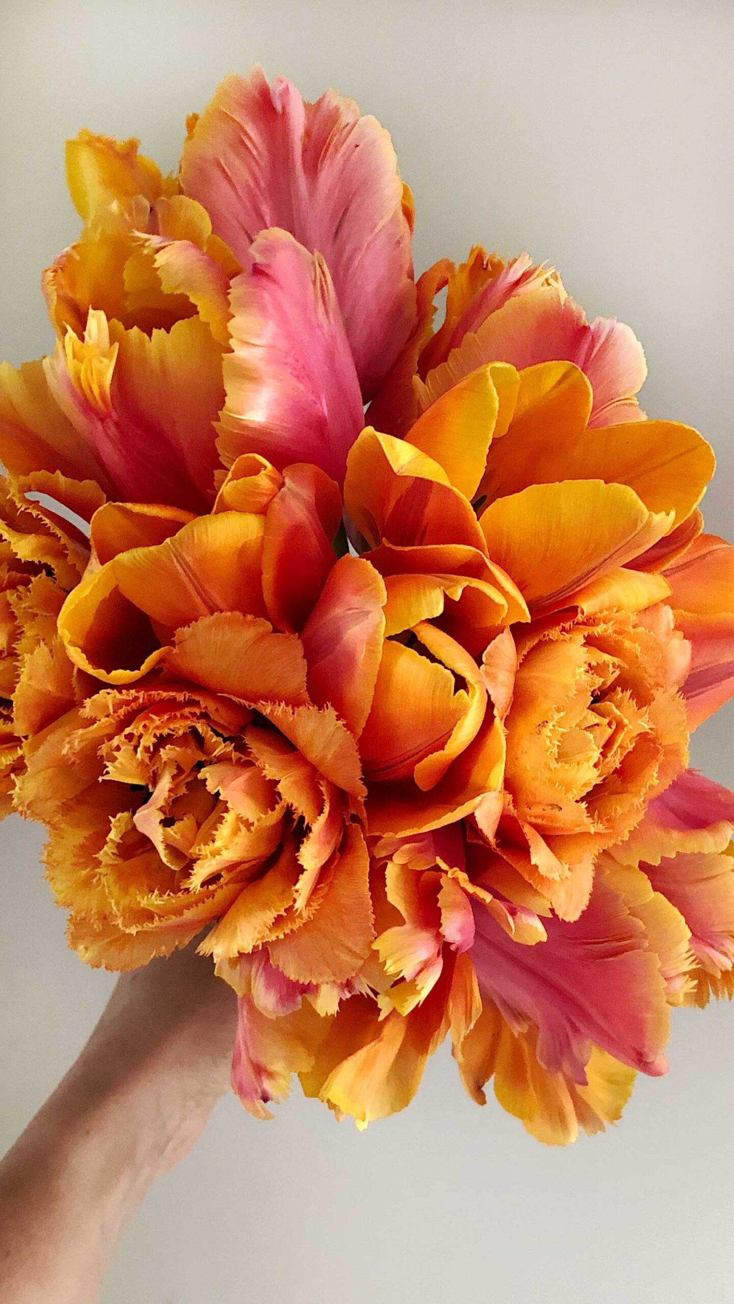 Mixed Tulip Bouquet With Amazing Parrot Tulips, Sensual Touch Double Fringed Tulips, and Princess Irene Tulips In Apricot, Pink & Orange By A Cultivated Living