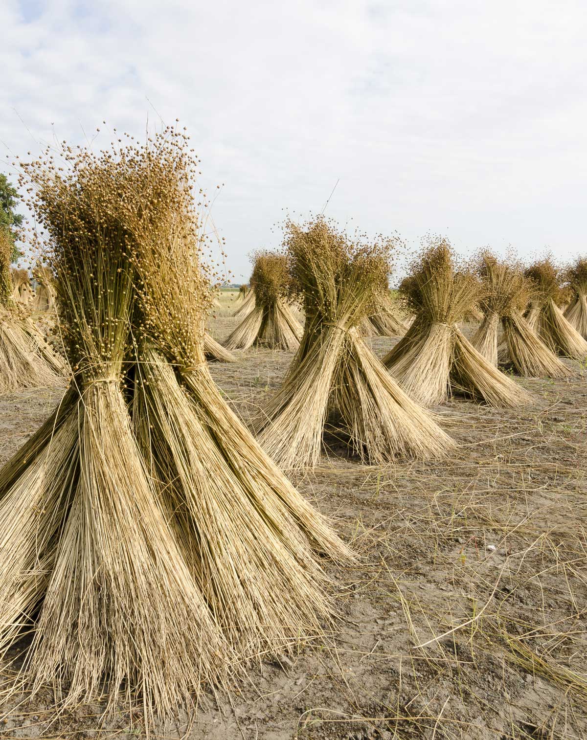 Towers of flax harvested and bundled in a field, waiting to be made into linen.