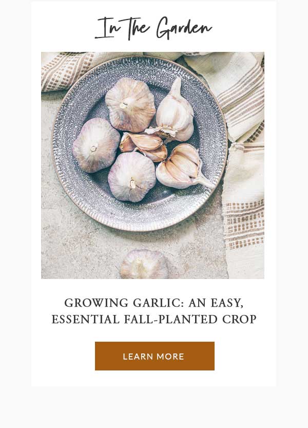 What's New In The Garden: Growing Garlic, An Easy, Essential, Fall-Planted Crop