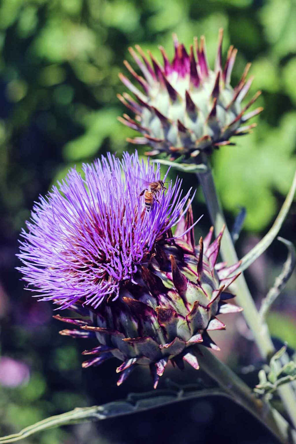 The Symbolism Of The Artichoke It's Meaning & More