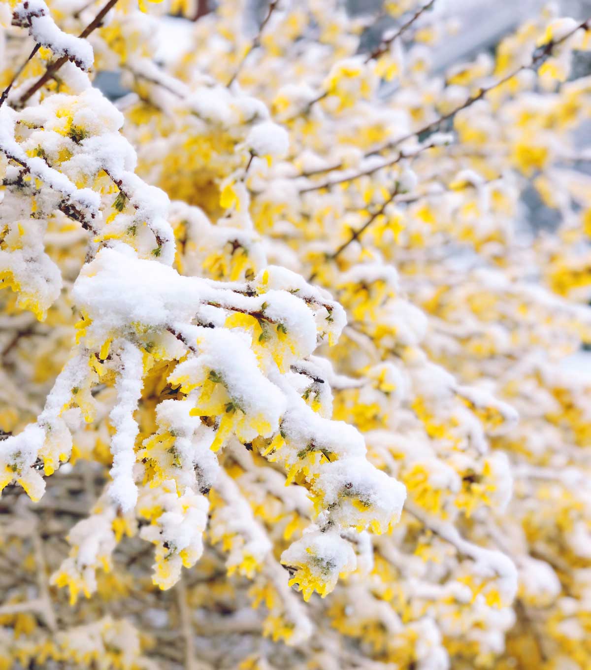 Forsythia blossoms covered with snow